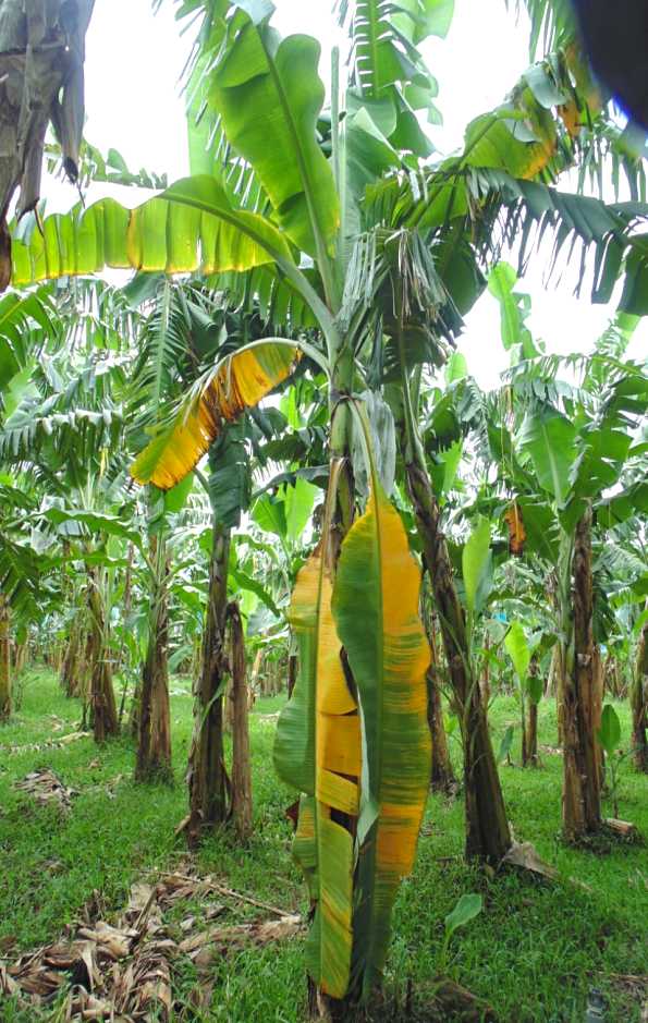 Se articulan esfuerzos para primer ensayo de aptitud en la detección de FocR4T