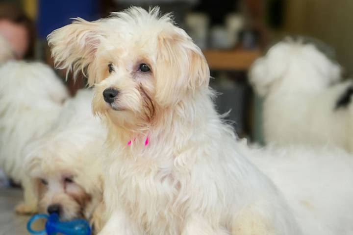 New yoga studio featuring fluffy friends now open in DC’s Adams Morgan