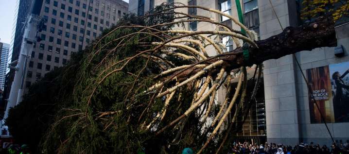 El árbol de Navidad del Rockefeller Center, el más popular del mundo, ya está en Nueva York