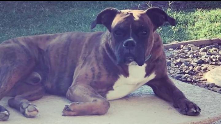 Covina homeowner says dog killed after burglary
