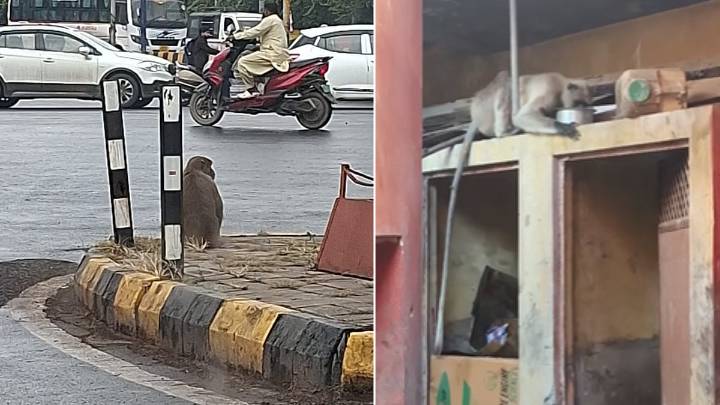 Indore News: Injured Monkey Gets Separated From Troop, Spotted Wandering On Road; Dies Right Before Rescue-