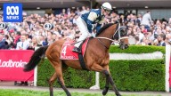 Champion trainer Chris Waller compares Buckaroo to 2021 Melbourne Cup champ Verry Elleegant