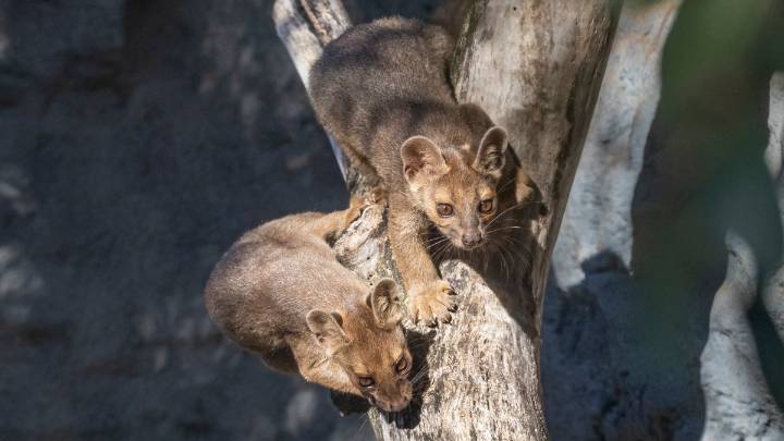 What in the world is a fossa? The San Diego Zoo now has three more
