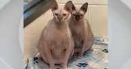"Super friendly" sphynx cats at Boston shelter find new home after rare adoption opportunity