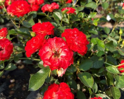 Portage CiB Adopts ‘Therapeutic Gardens’ Theme, Plans Ukrainian Plaque Revitalization