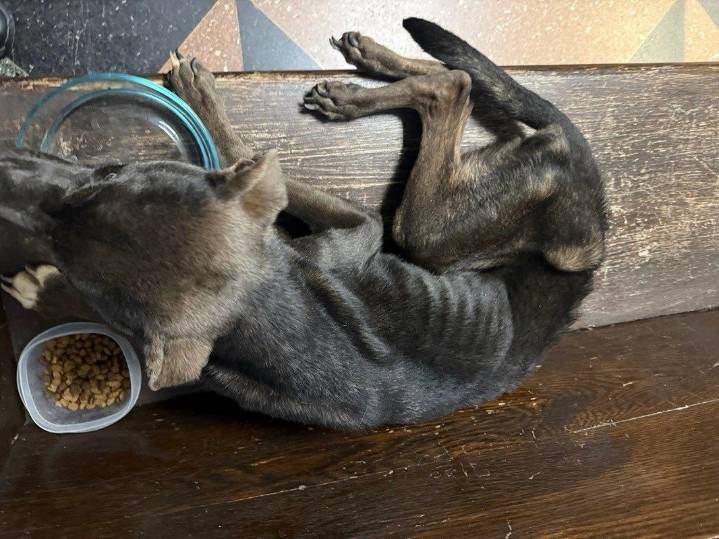 East Liverpool Police probe into malnourished, abandoned dog leads to arrest