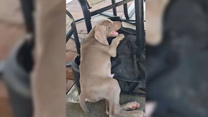 California Puppy Returned After One Day, And The Family’s Reason Leaves Everyone Shocked