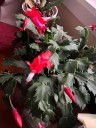Thanksgiving Cactus or Christmas Cactus? Which is it, how to get it to bloom