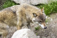 Castilla-La Mancha aumenta la prima de las ayudas a ganaderos por ataques de lobos y aves necrófagas