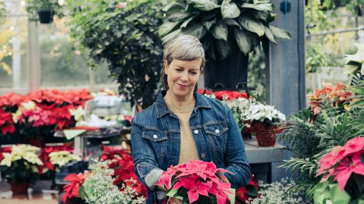 Flor de Nochebuena: 5 tips para elegir la más adecuada para adornar tu casa esta Navidad