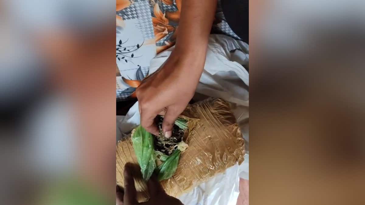 DRI busts interstate drug racket in Vijayawada, 249 kg ganja seized