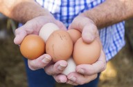 Top Egg Producers Hit With Price-Fixing Claims Following Antitrust Investigation