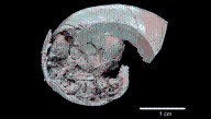 “Extremely Rare” Fossils Reveal Second-Known Example Ever Of Ancient Viviparity In Prehistoric Snails