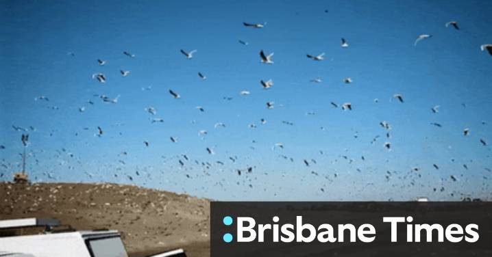 Ravenhall landfill: Cleanaway fights to triple tip size amid EPA concerns over litter, vermin, odour