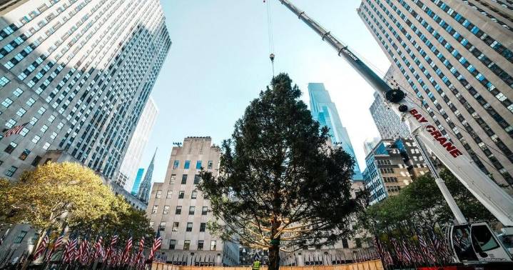 Rockefeller Center Christmas tree arrives in Manhattan, kicking off New York's holiday season