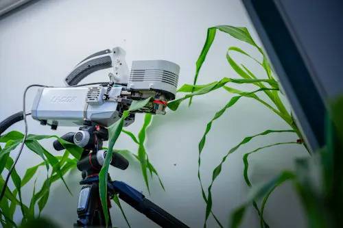 Defect found in plants could alter their role in climate change fight