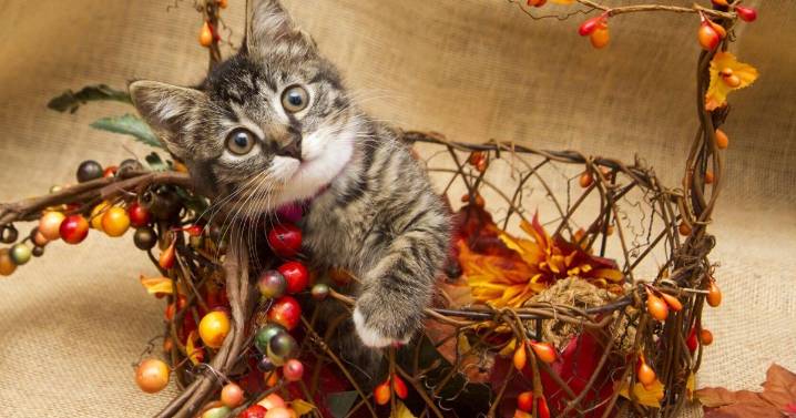 How Southern Utahns can keep pets safe this Thanksgiving