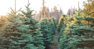 The UK’s biggest Christmas tree farm - sells 100,000 every year 
