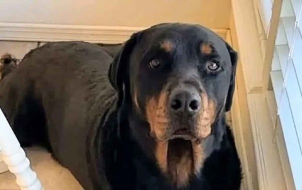 Video: Acusa a Patrulla Fronteriza de matar a su perro en operativo