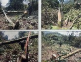 Hombre condenado a cinco años de prisión por deforestación en Caquetá