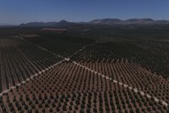 Spanish black olive exporters urge EU to hit back on US tariffs