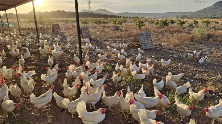 Más estrés en las gallinas y menos huevos, las consecuencias del confinamiento por la gripe aviar