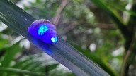 These Glowing Snails Are a Huge Win for Conservation
