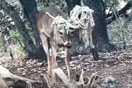 'Emo' Deer with Hammock Tangled in His Antlers Spotted in Texas