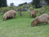 Carpinchos en Nordelta: una jueza prohibió castraciones y frenó medidas para protegerlos