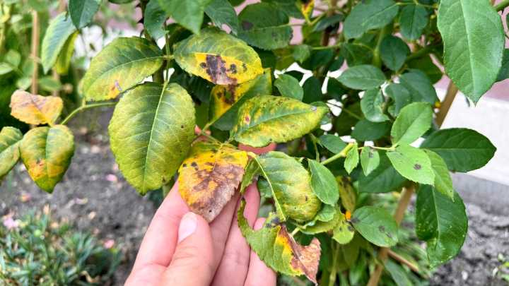 The Essential Fall Task That Protects Rose Bushes From Black Spot In Winter