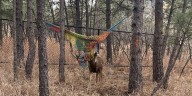 Colorado Parks and Wildlife officers help stuck buck untangle from hammock netting in Broadmoor area