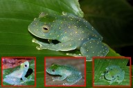 Cochranella euknemos: la rana de vidrio que revela la salud del bosque