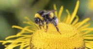 Scientists now know that bees can process time, a first in insects