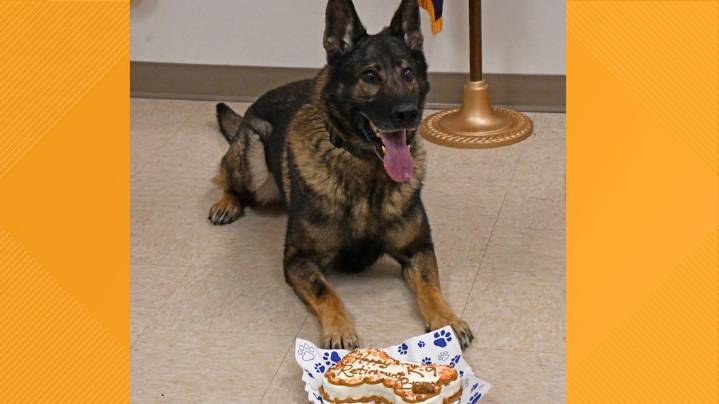 K-9 Bruno retires after seven years of courageous service for UTPD