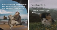 72 Hilariously Relatable Cat Memes That Are Probably Way Better Than Therapy