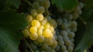 Why Napa Valley Chenin Blanc Is Ready for Stardom