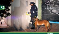 Nueva regulación protege a los perros de seguridad: no podrán trabajar más de 8 horas al día