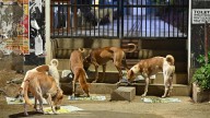 Stray dog case LIVE: SC to issue interim directions to tackle dog bites 'menace' in government institutions
