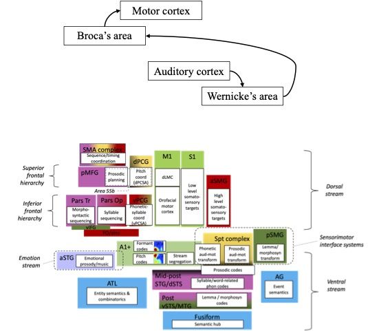 Wired for Words: Understanding Language and the Brain