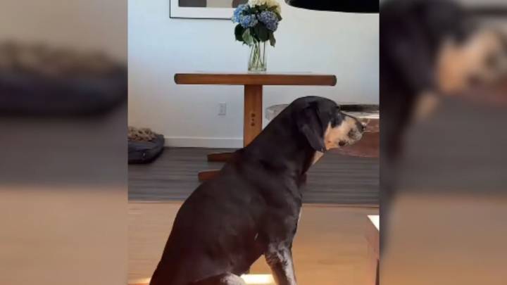 Texas Foster Mom Takes In 9-Year-Old Pup, His Behavior Exposes A Heartbreaking Past