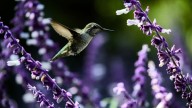 La planta que atrae colibrís, mariposas y puede reemplazar al césped del jardín