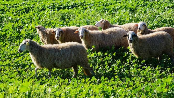 El Govern asegura que "la estrategia de vacunación ha permitido frenar la propagación" del serotipo 3 de lengua azul en Mallorca