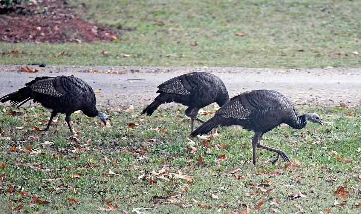 Arkansas turkey production an ‘unsung hero’ ahead of Thanksgiving