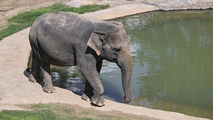 National Zoo reveals beloved elephant is expecting a calf, its 1st in 25 years