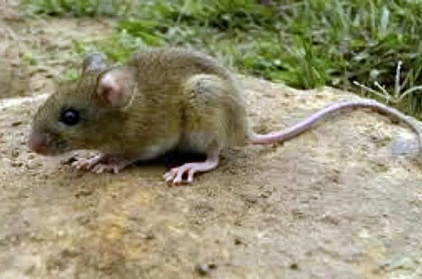 Confirman caso de hantavirus en Bariloche: albañil internado con cuadro febril
