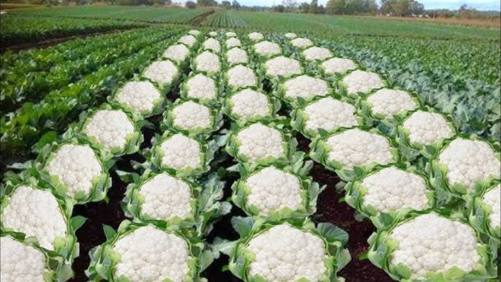 Cauliflower farming has nothing to do with the plant. It hints at Logain massacre of Muslims
