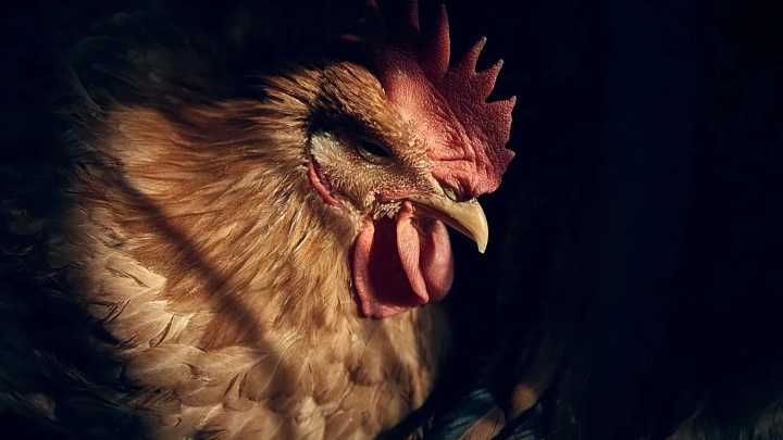 EU confirma la primera muerte mundial relacionada con gripe aviar H5N5