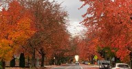 A tunnel of fall trees in Ridgecrest