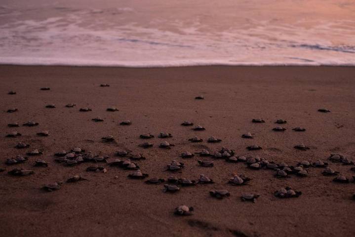 México logra uno de los años ‘más exitosos’ en la conservación de tortugas marinas