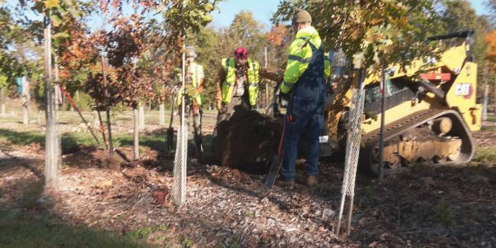 Louisville urban forestry prepares for tree planting season